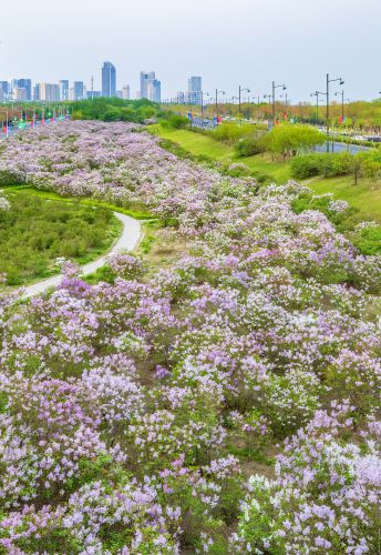 松北新区丁香花