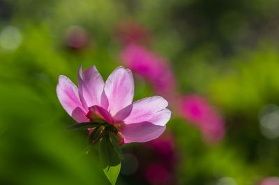 芍药花