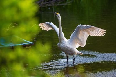 太阳岛天鹅湖