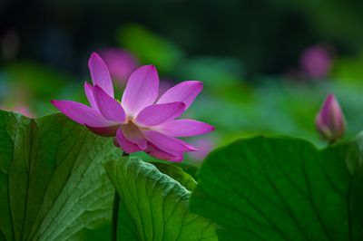 雨阳公园荷花开