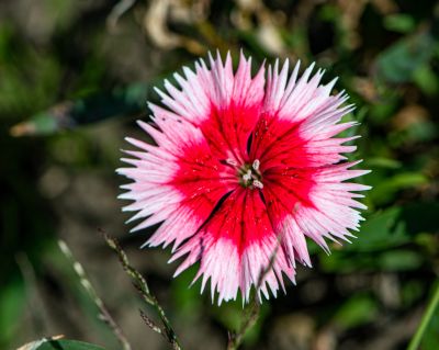 太阳岛公园微距下的花朵昆虫