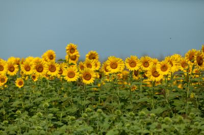 群力湿地公园花海