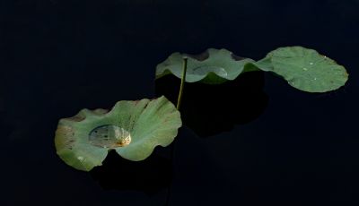 松花江江畔荷叶莲蓬