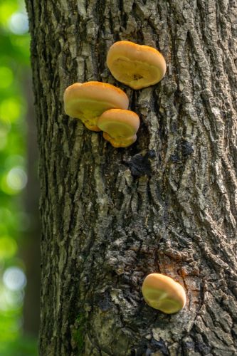 黑龙江省森林植物园核桃树蘑菇