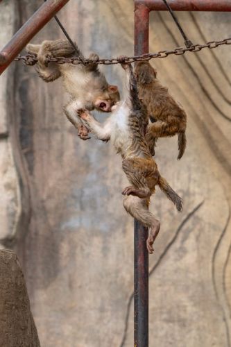 黑龙江省北方森林动物园灵长类猴子黑猩猩山魈环尾狐猴