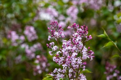 丁香公园丁香花