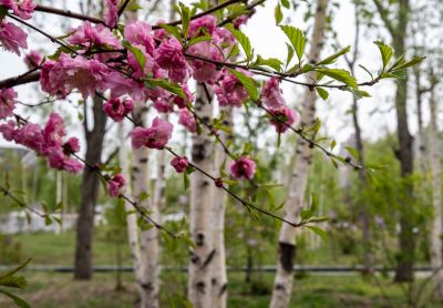 丁香公园丁香花