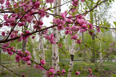 丁香公园丁香花