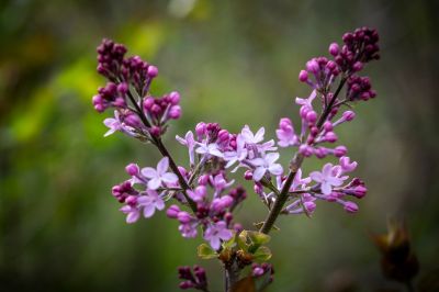 丁香公园丁香花