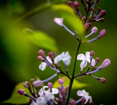 丁香公园丁香花