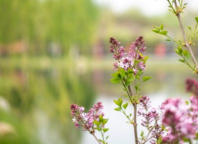 丁香公园丁香花