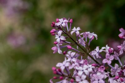 丁香公园丁香花