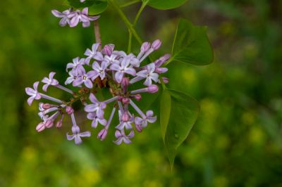 丁香公园丁香花