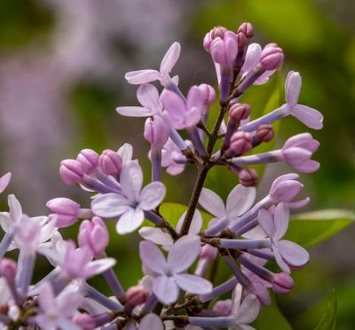 丁香公园丁香花