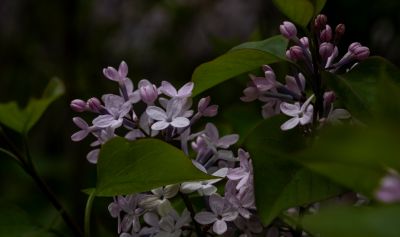 丁香公园丁香花