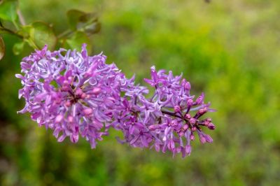 丁香公园丁香花