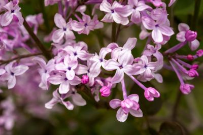 丁香公园丁香花