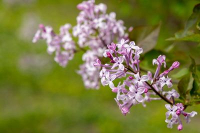 丁香公园丁香花