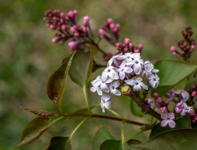 丁香公园丁香花