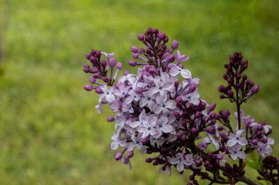 丁香公园丁香花