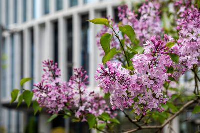 丁香公园丁香花