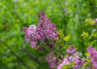 丁香公园丁香花