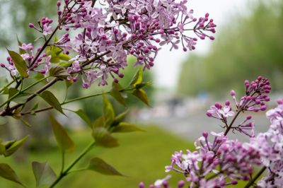 丁香公园丁香花