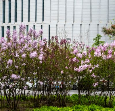 丁香公园丁香花