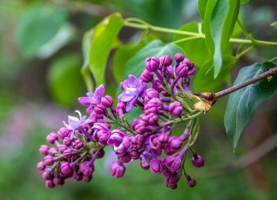 丁香公园丁香花