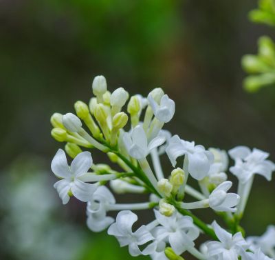 丁香公园丁香花