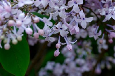 丁香公园丁香花