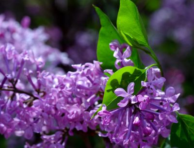 丁香公园丁香花