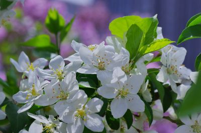 丁香公园丁香花