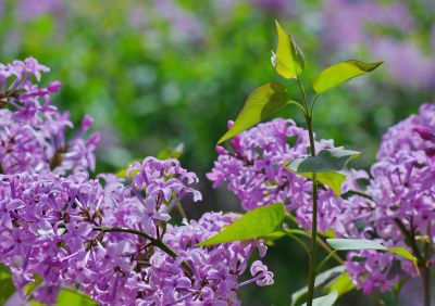 丁香公园丁香花