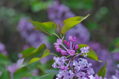 丁香公园丁香花