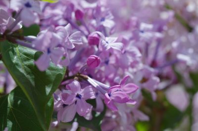 丁香公园丁香花