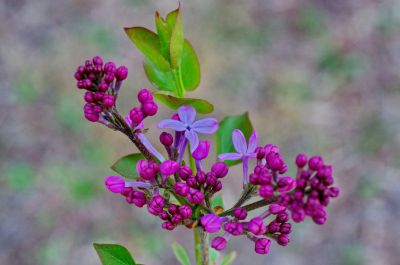 丁香公园丁香花