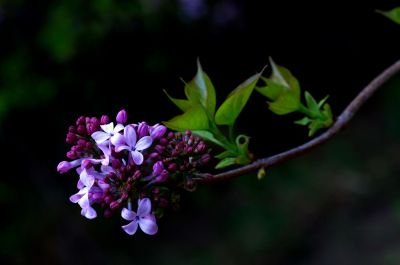 丁香公园丁香花