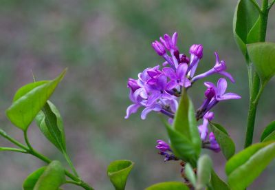 丁香公园丁香花