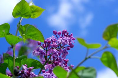 丁香公园丁香花