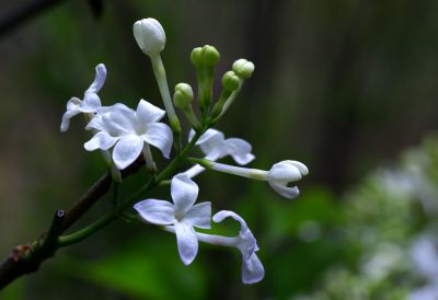 丁香公园丁香花