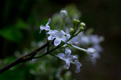 丁香公园丁香花