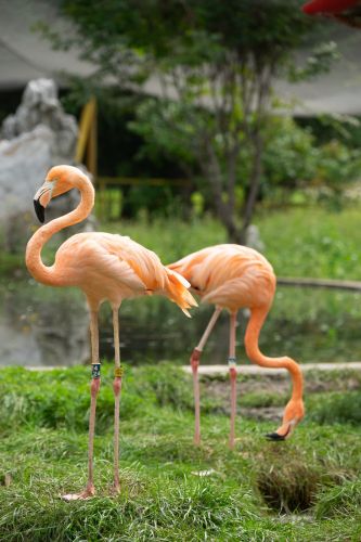 哈尔滨市北方森林动物园火烈鸟动物保护