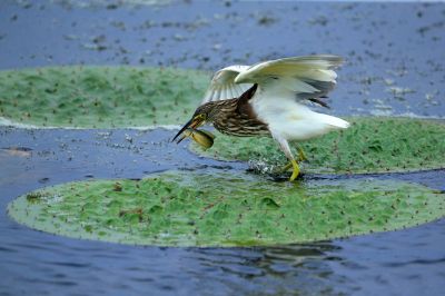 哈尔滨市外滩湿地鸟类