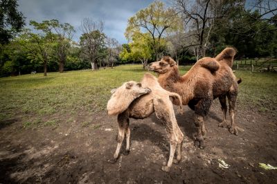 平山皇家鹿苑动物骆驼