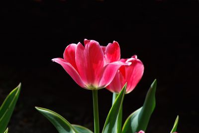 黑龙江森林植物园的郁金香