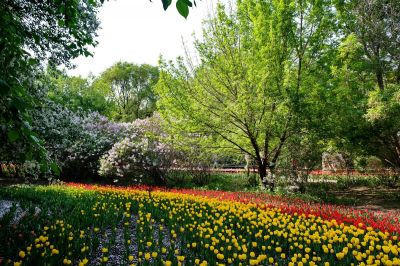 黑龙江森林植物园的郁金香2