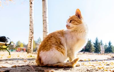 伏尔加庄园秋色伏尔加庄园的猫