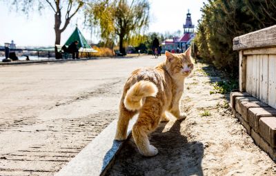 伏尔加庄园秋色伏尔加庄园的猫