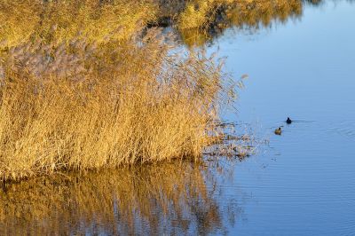 秋季湿地水鸟